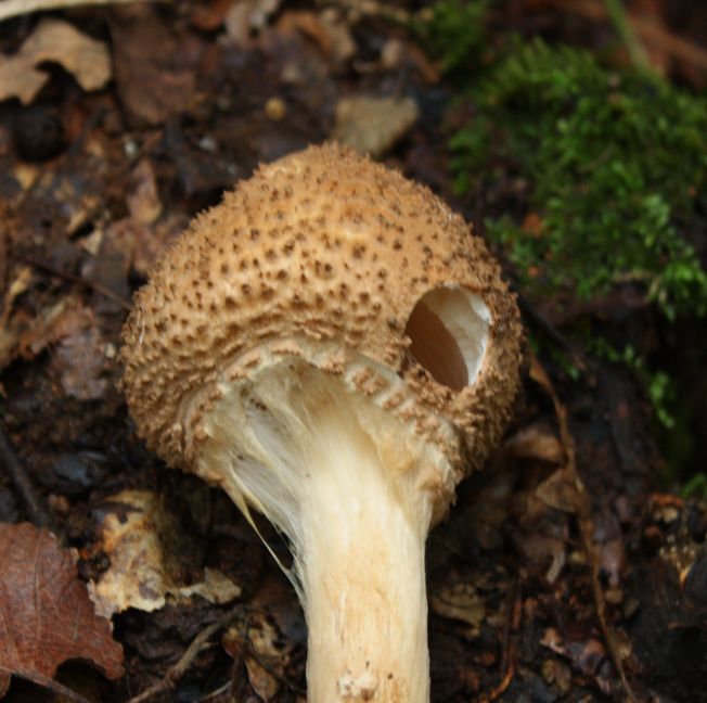 Echinoderma asperum?